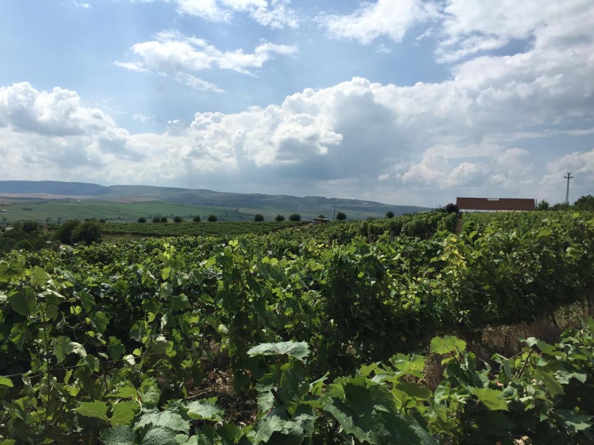 Wineyards Salin Bed & Breakfast Turda Dış mekan fotoğraf